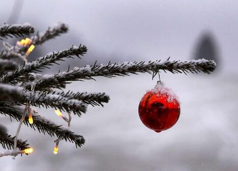 Sapin de Noël naturel ou synthétique : lequel est le plus écologique ? | Eco-conception | Scoop.it