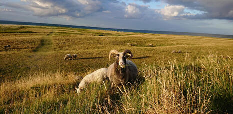 Klimawende in Skandinavien: müllfrei und klimaneutral leben | Tourisme Durable - Slow | Scoop.it