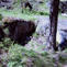 Suomen hiidenkirnut | A1Uutiset | Scoop.it