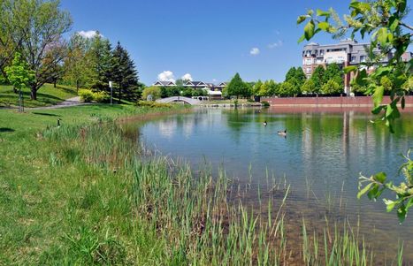 Les phytotechnologies pour des villes vraiment vertes | Build Green, pour un habitat écologique | Scoop.it