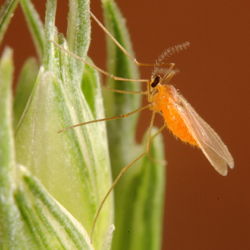 News: Wheat damaging midge insect in full force (2012) | Plants and Microbes | Scoop.it