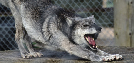 Why Do Dogs Yawn? The Neuroscience Of Empathy | Empathy and Animals | Scoop.it