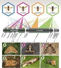L'analyse génétique de nids de guêpes montre que quatre espèces introduites en Nouvelle Zélande se partagent les ressources pour mieux coexister | EntomoNews | Scoop.it