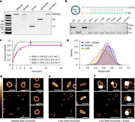 Structural basis of supercoiling-induced CRISPR&ndash;Cas9 off-target activity | nat | RMH | Scoop.it