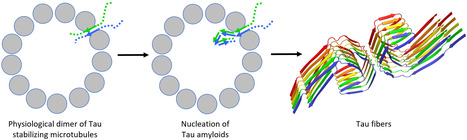 A coherent structural picture of the interaction of Tau with tubulin provides a link to its aggregation. | I2BC Paris-Saclay | Scoop.it