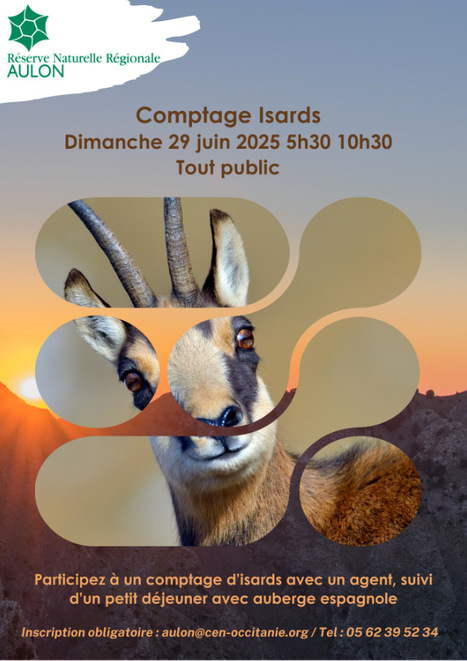 Comptage des isards sur la réserve naturelle régionale d'Aulon le 29 juin | Vallées d'Aure & Louron - Pyrénées | Scoop.it