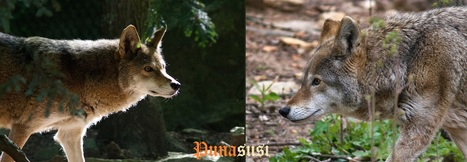 Punasusi | 1Uutiset - Lukemisen tähden | Scoop.it