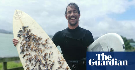 Man finds surfboard that drifted 2,400km from Australia to New Zealand &ndash; and tracks down owner | Trans Tasman Migration | Scoop.it