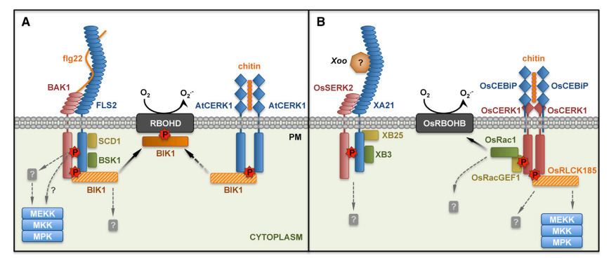 Plant PRRs and the Activation of Innate Immune ...