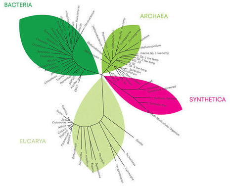 MoMA | Designing Life: Synthetic Biology and Design | SynBioFromLeukipposInstitute | Scoop.it