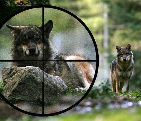 Actualités | Plan loup : les autorisations de tirs de prélèvement sont suspendues | La Provence | Loup | Scoop.it