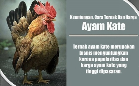 Ayam Kate Keuntungan Cara Ternak Dan Harga A