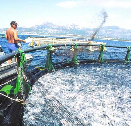 ALGÉRIE - Aquaculture à Boumerdès : Production de plus de 1.200 tonnes de poisson – lecourrier-dalgerie.com | CIHEAM Press Review | Scoop.it