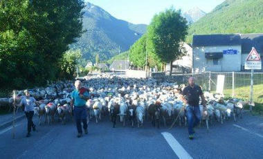 Transhumance de Soulan le 28 mai | Vallées d'Aure & Louron - Pyrénées | Scoop.it