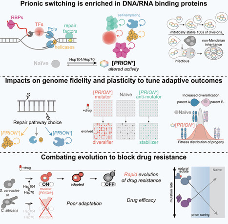 Prion-based protein self-assembly tunes mutagenesis to enable rapid adaptation | CEL | RMH | Scoop.it