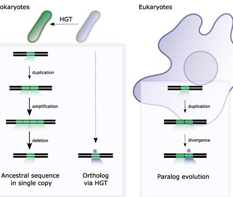 The dynamics of gene copy-number mutations: transient changes with long-lasting consequences | RMH | Scoop.it