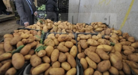 ALGERIE : Risques climatiques, fluctuations et baisse des prix : Les contraintes des producteurs de pomme de terre – | CIHEAM Press Review | Scoop.it
