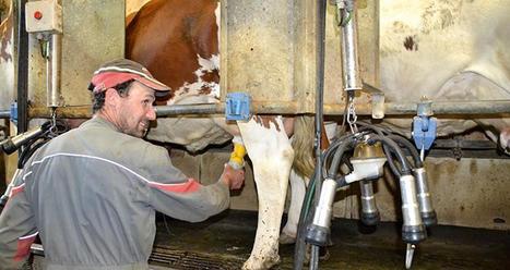 Mammites : focus sur un multir&eacute;cidiviste | Actualit&eacute;s de l'&eacute;levage | Scoop.it