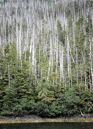 Climate change killing mighty trees in Alaska, researchers say | Timberland Investment | Scoop.it