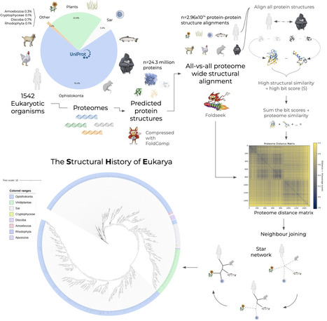 The Structural History of Eukarya | brve | RMH | Scoop.it