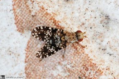 Le JardinOscope : Une mouche tueuse d'escargot...! | Les Colocs du jardin | Scoop.it