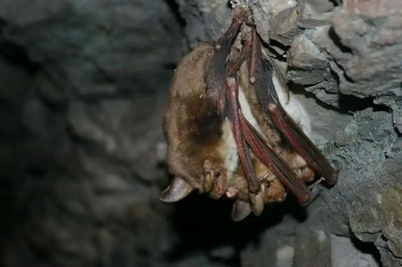 Les éoliennes, une menace pour les chauves-souris forestières