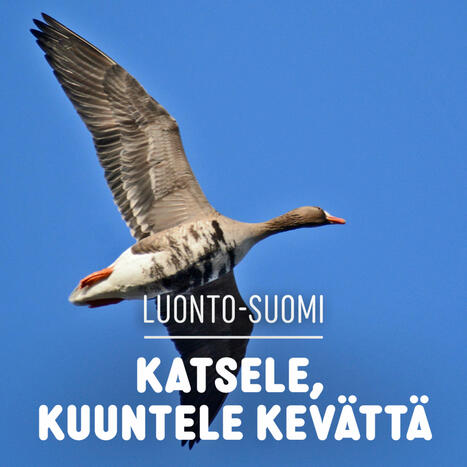 Katsele, kuuntele kevättä | Luonto-Suomi | 1Uutiset - Lukemisen tähden | Scoop.it