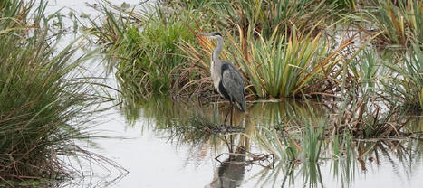 Préserver la biodiversité exceptionnelle du Grand Est | veille territoriale | Scoop.it