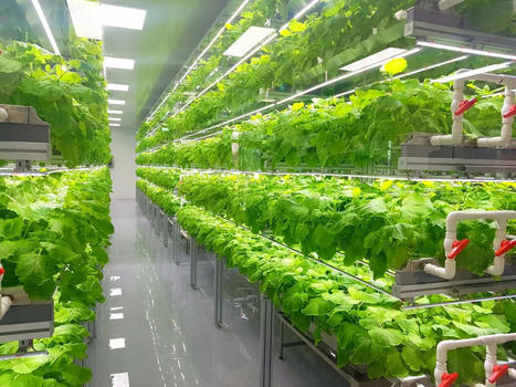 AG-TECH : Ways in which vertical farming can benefit our environment  | INNOVATIONS | Scoop.it