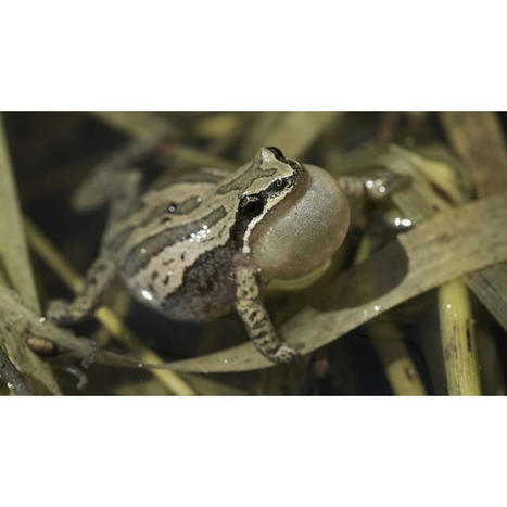 La rainette faux-grillon devant les tribunaux | Agence Science-Presse | Ils parlent de nous ! | Scoop.it