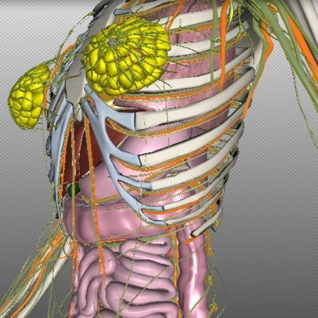 The virtual anatomy, ready for dissection | KurzweilAI | Simulation in Health Sciences Education | Scoop.it