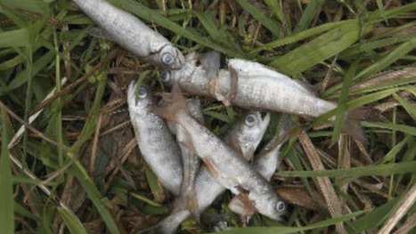 Authorities say multiple factors may have contributed to death of juvenile salmon in Chilliwack / le 22.10.2024 | Pollution accidentelle des eaux par produits chimiques | Scoop.it