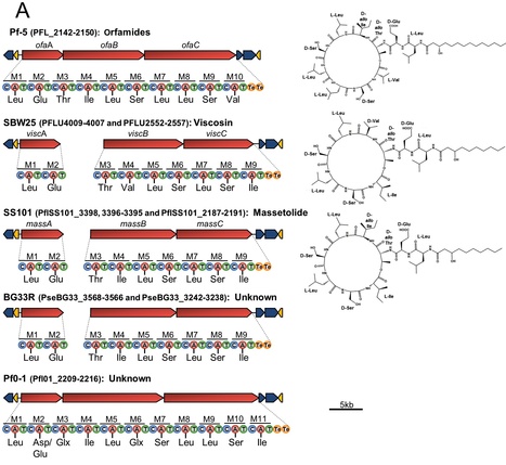 PLoS Genetics: Comparative Genomics of Plant-Associated Pseudomonas spp.: Insights into Diversity and Inheritance of Traits Involved in Multitrophic Interactions (2012) | Plant Pathogenomics | Scoop.it