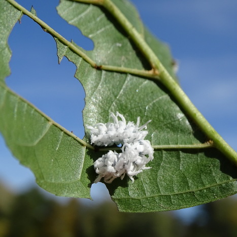 Eriocampa ovata, tenthr&egrave;de de&nbsp;l&rsquo;aulne | Les Colocs du jardin | Scoop.it