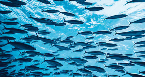 Changement climatique : quel impact sur les maladies virales des poissons ? | Biodiversité | Scoop.it