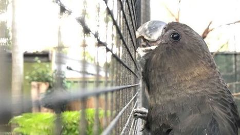 Glossy black cockatoos under pressure from development in NSW - ABC News (Australian Broadcasting Corporation) | Stage 5  Changing Places | Scoop.it