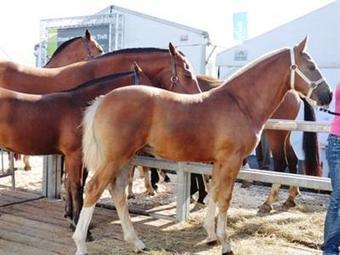 La chine demande des chevaux et du savoir-faire fran&ccedil;ais | Cheval et Nature | Scoop.it