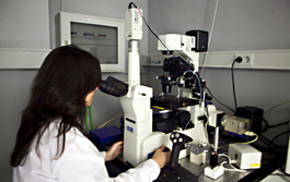 Investigadores andaluces desarrollan una eficaz técnica para la obtención de un tipo específico de células de la retina | Salud Visual 2.0 | Scoop.it