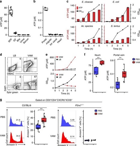 ATP released by intestinal bacteria limits the generation of protective IgA against enteropathogens | Mucosal Immunity | Scoop.it