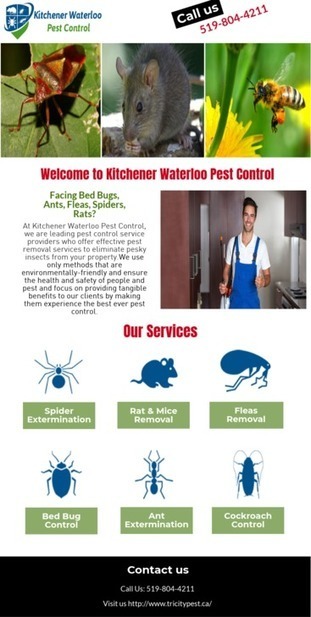 Ant Removal Kitchener In Pest Control Kitchener Scoop It