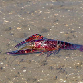 Esp&egrave;ces invasives : une meilleure &eacute;valuation de la mani&egrave;re dont elles red&eacute;finissent les &eacute;cosyst&egrave;mes - CNRS | ECOLOGIE - ENVIRONNEMENT | Scoop.it