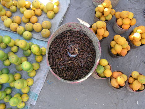 "Nouvelle publication sur la s&eacute;curit&eacute; alimentaire des insectes comestibles" : FAO (2021) | EntomoNews | Scoop.it