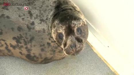 A l'aquarium de Biarritz, on soigne les phoques échoués | GREENEYES | Scoop.it