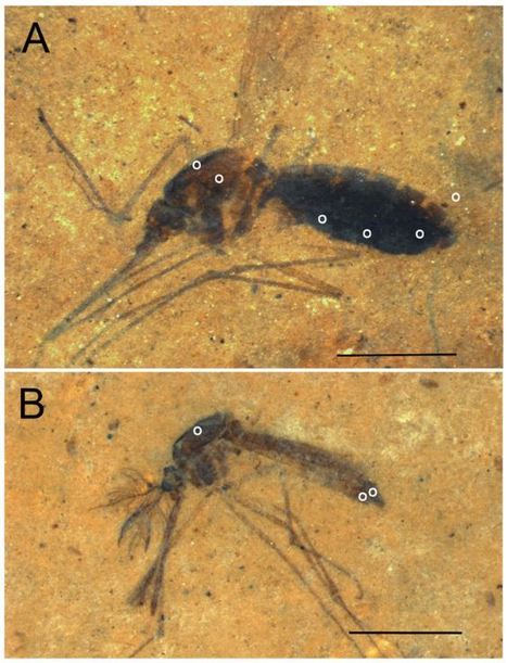 On a (presque) trouvé le moustique de Jurassic Park | EntomoNews | Scoop.it