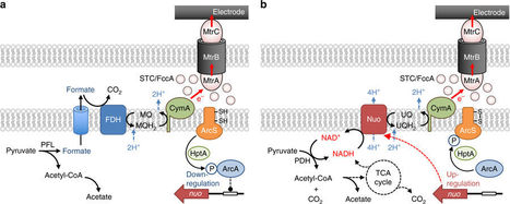 Electrochemically active bacteria sense electrode potentials for regulating catabolic pathways | RMH | Scoop.it