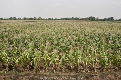 Site internet du Guide de référence de l'agriculture intelligente face au climat | Organisation des Nations Unies pour l'alimentation et l'agriculture | SCIENCES DU VEGETAL | Scoop.it