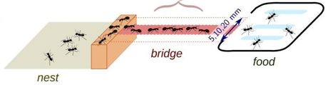 Des embouteillages chez les fourmis ? Impossible ! | EntomoScience | Scoop.it