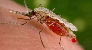 [2010] Des moustiques programmés pour vacciner | Insect Archive | Scoop.it