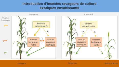 Impacts des esp&egrave;ces envahissantes sur les communaut&eacute;s d'indig&egrave;nes chez les insectes | Life Sciences Universit&eacute; Paris-Saclay | Scoop.it