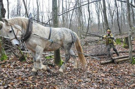 Cheval de trait grande utilit&eacute; | Cheval et Nature | Scoop.it